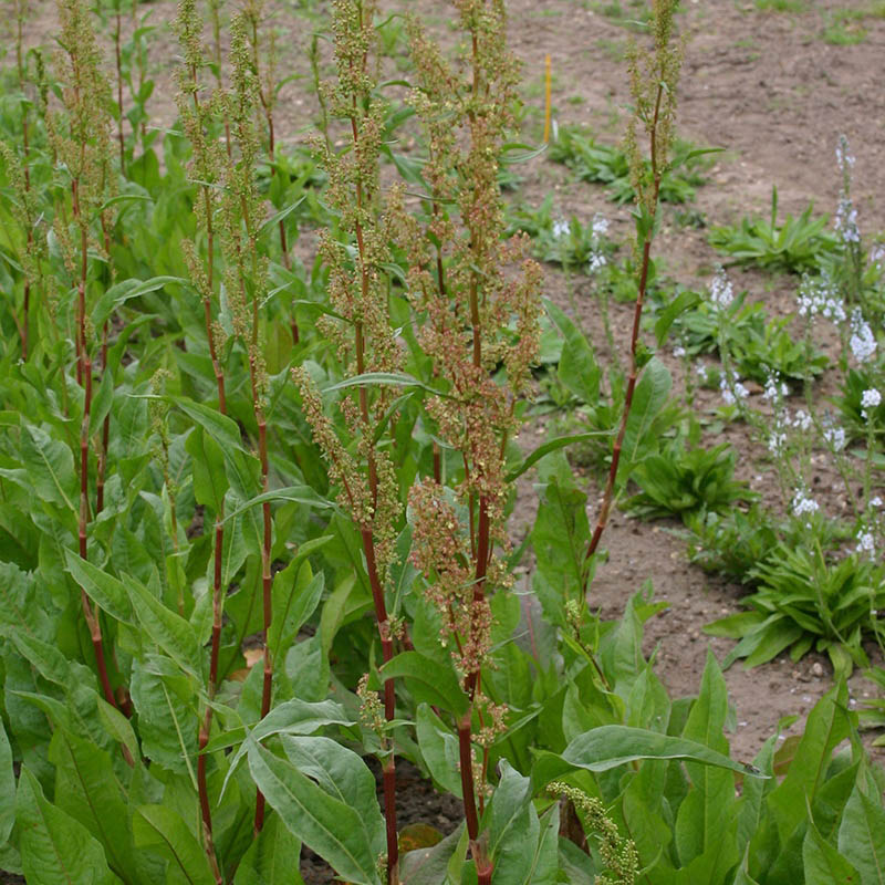 Teucrium schoenenbergeri Nabli
