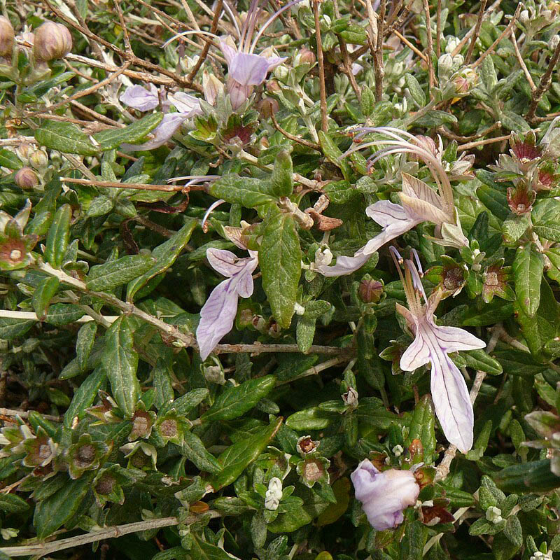 Limonium boitardii Maire